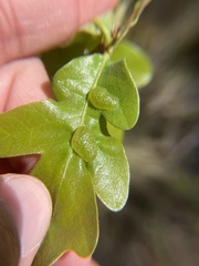 Neuroterus quercusirregularis