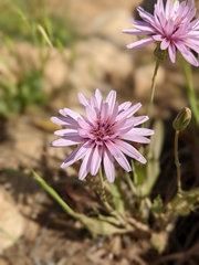Pseudopodospermum papposum
