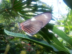 Heliconius erato notabilis