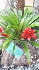 Bromeliaceae