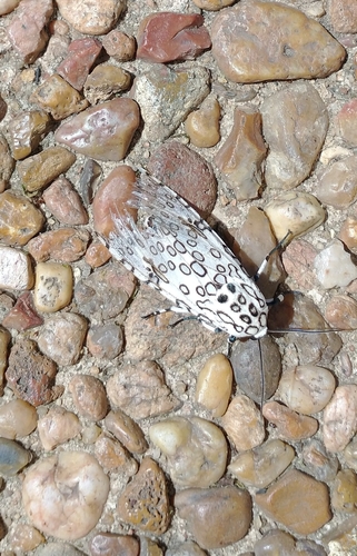 Giant leopard moth