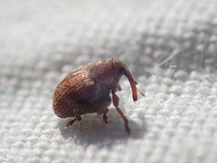 Coeliodes