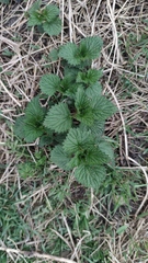 Urtica dioica