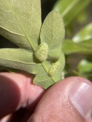 Neuroterus quercusirregularis