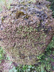 Marchantia emarginata