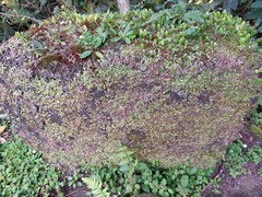 Marchantia emarginata