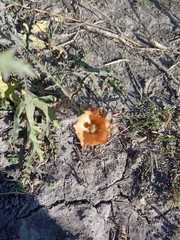 Sphaeralcea laciniata
