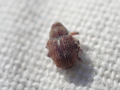 Coeliodes