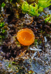 Octospora excipulata