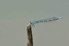 Paracercion v-nigrum