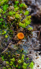 Octospora excipulata