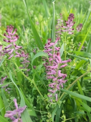 Fumaria officinalis
