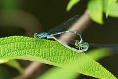 Paracercion v-nigrum