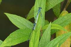 Paracercion v-nigrum