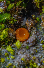 Octospora excipulata