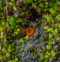 Octospora excipulata