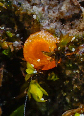 Octospora excipulata