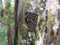 Catagramma hystaspes