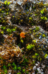 Octospora excipulata