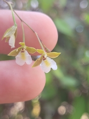 Microepidendrum subulatifolium