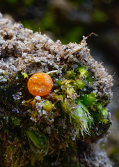 Octospora excipulata