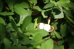Eurema elathea flavescens