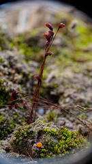 Octospora excipulata