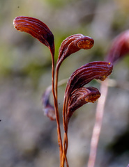 Octospora excipulata