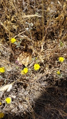 Lessingia tenuis