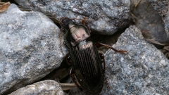 Harpalus chalcentus