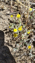 Lessingia tenuis