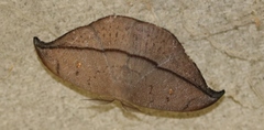 Albara reversaria