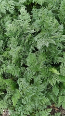 Anthriscus sylvestris