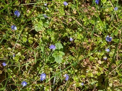 Veronica filiformis