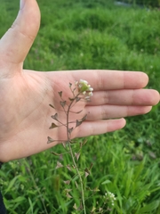 Capsella bursa-pastoris