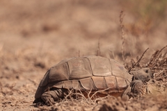 Chelonoidis chilensis