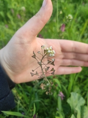 Capsella bursa-pastoris