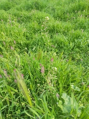 Capsella bursa-pastoris