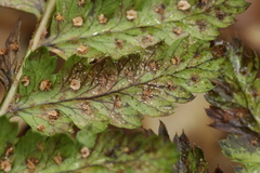 Milesina kriegeriana