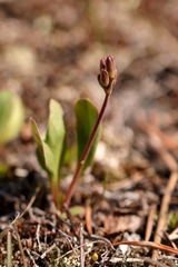 Mertensia longiflora