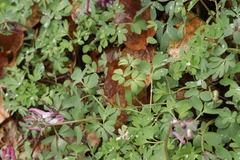 Peronospora corydalis