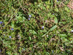 Veronica filiformis