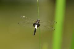 Pseudothemis zonata