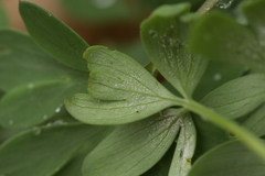 Peronospora corydalis