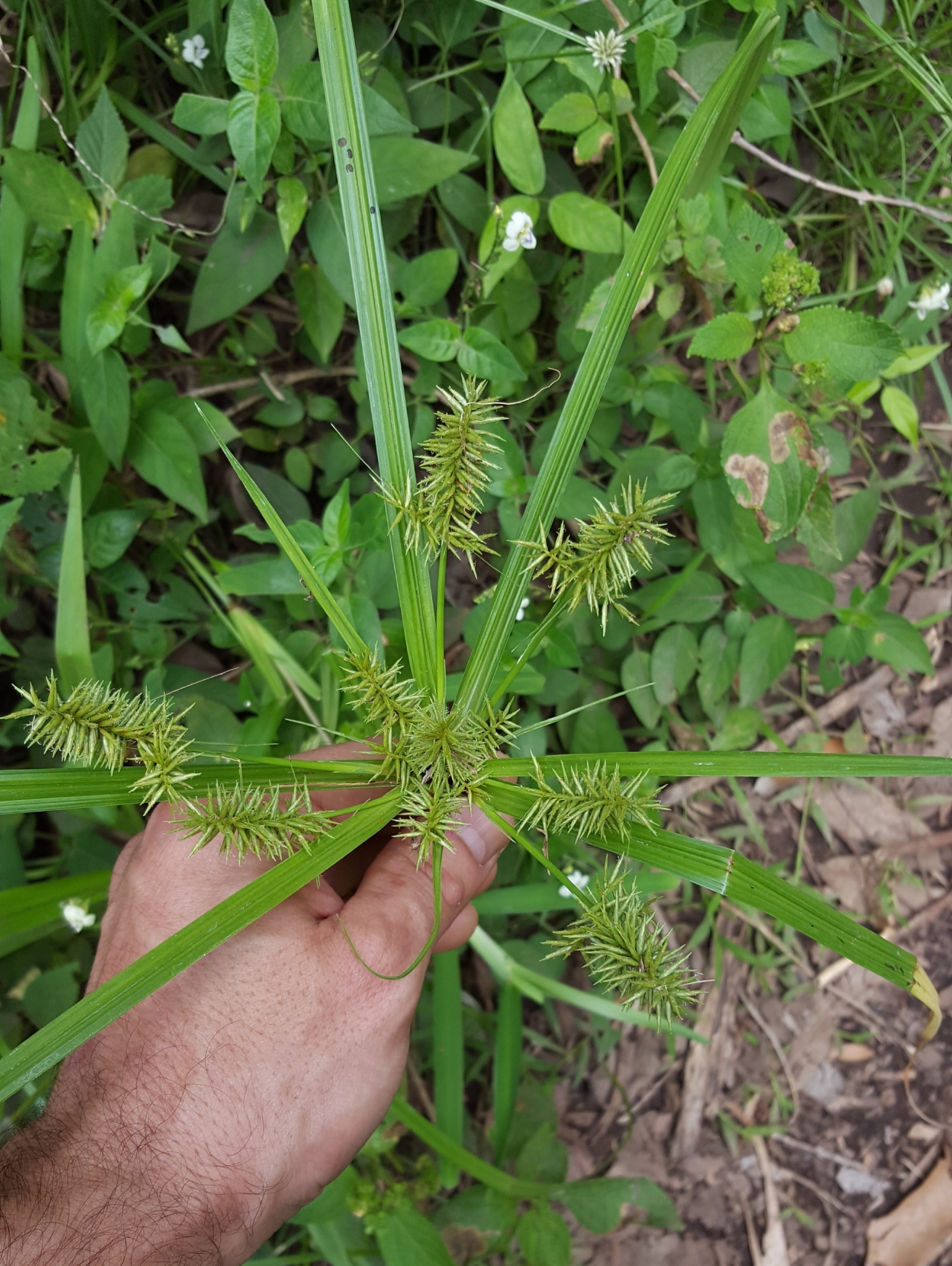 (c) François Rousseu, certains droits réservés (CC BY-NC) https://www.inaturalist.org/observations/110860383