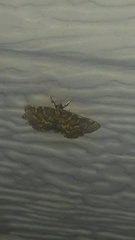 Anageshna primordialis