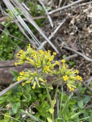 Kalanchoe densiflora