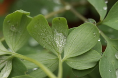 Peronospora corydalis