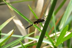 Pseudothemis zonata