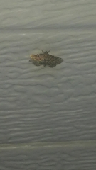 Anageshna primordialis